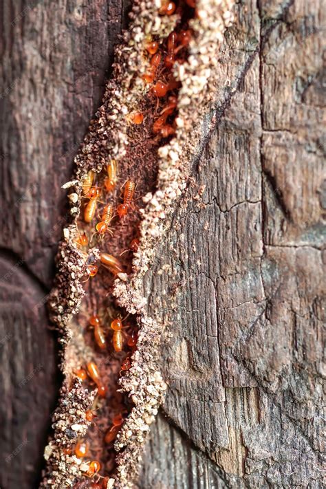 Premium Photo | Termite workers small termites termites workers
