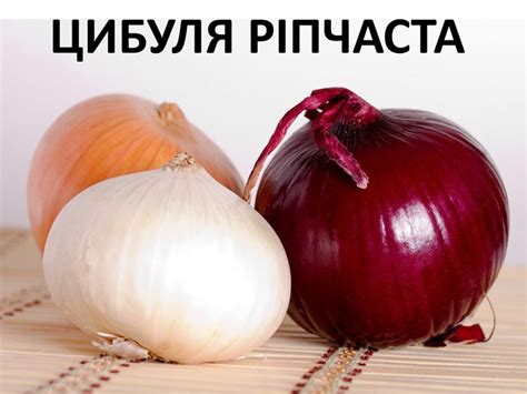Презентація "Цибуля"