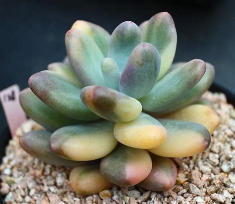Oviferum : r/moonstones
