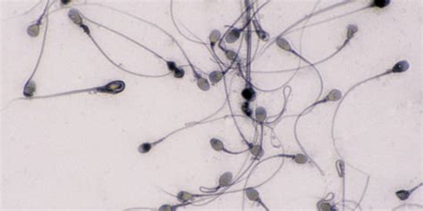 Artificial Sperm - AskMen