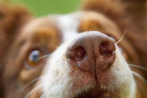how to stop my dog from sniffing my crotch