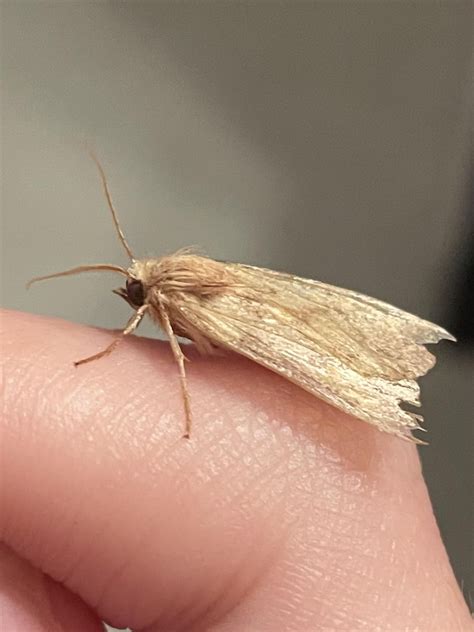 Who is this sweet little moth : r/moths