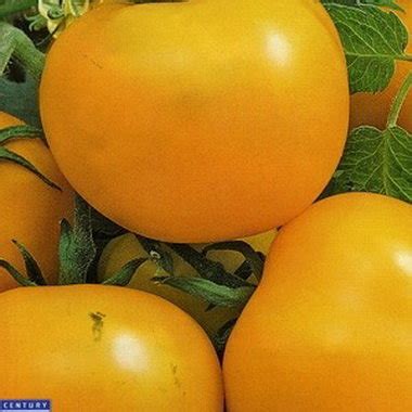 Томат Злато скифов