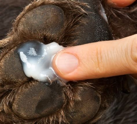 How To Heal Dry And Cracked Dog's Paw Pads - Happiest Dog