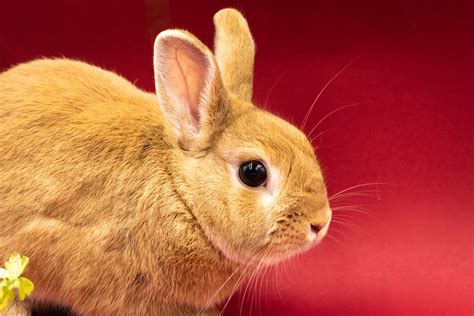 Do Rabbits Get Lonely At Night? (Answered) - Born For Pets