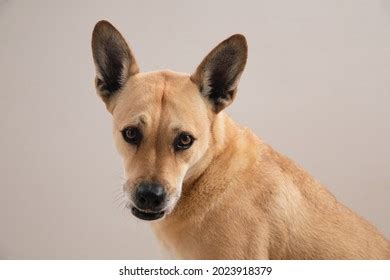 23 Labrador Malinois Mix Images, Stock Photos, 3D objects, & Vectors ...