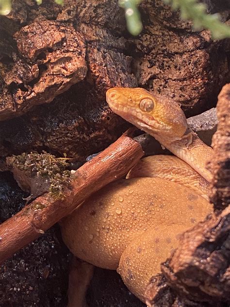 Settle a Debate : r/snakes