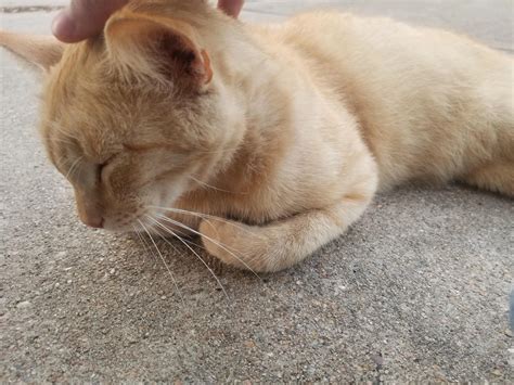 Stealing my neighbor's cat for a pet | Scrolller