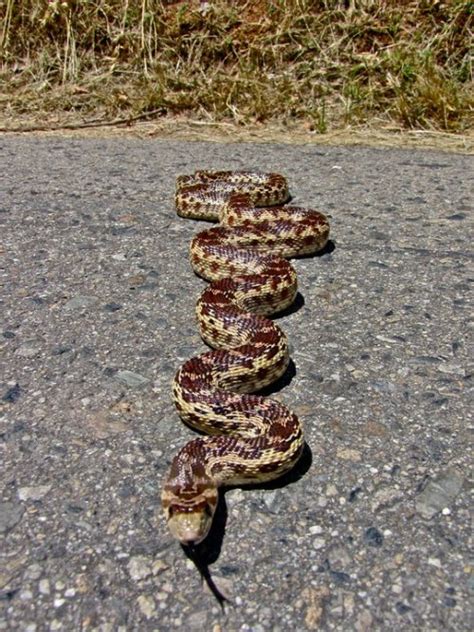 Snakes and Friends: Photo