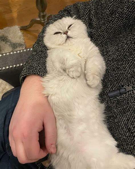 Mochi: The Resilient Munchkin Cat Who Overcame Adversity and Found a ...
