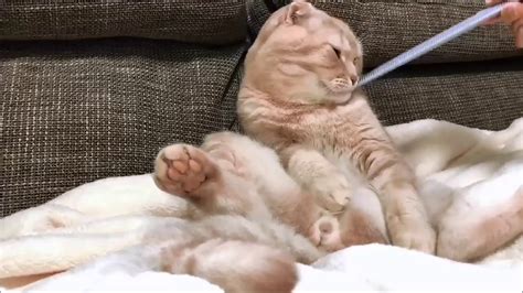 ねこじゃすり - YouTube