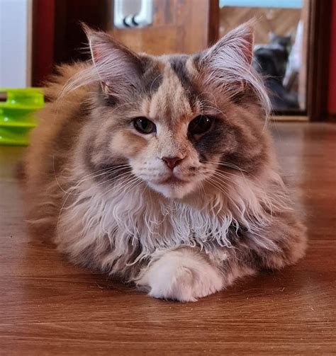 Riocoons HR Maine Coon & Selkirk Rex