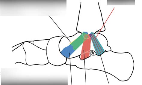 medial ankle ligaments diagram quizlet