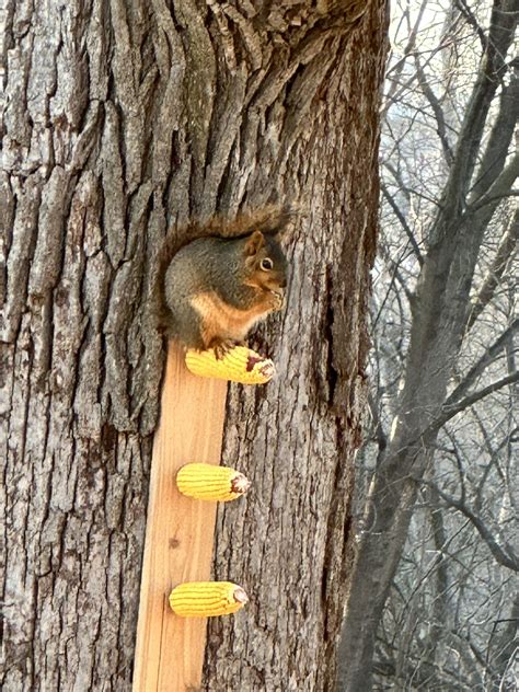 Justine on Twitter: "Send me some squirrel jokes and gifs 😀 https://t