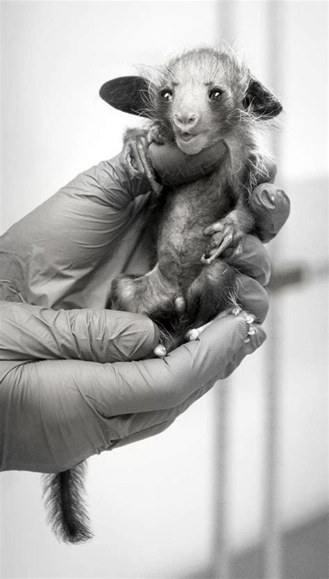 Rare Baby Aye-Aye Born At Duke Lemur Center | Raleigh, NC Patch