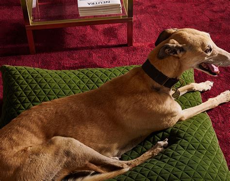doze makes swish dog beds • interiors • frankie magazine • australian ...