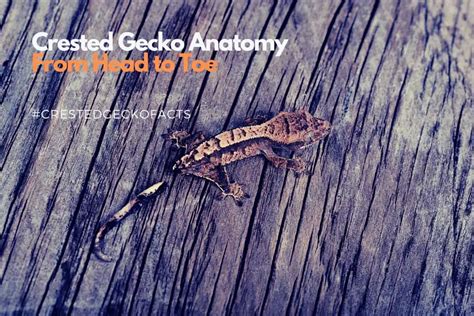Crested Gecko Anatomy | The Crested Gecko from Head to Toe