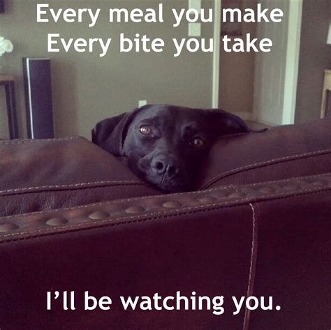 Every meal you make.... - Dogshaming