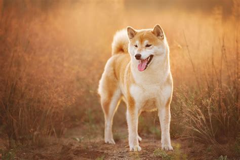 Hachiko's Heartfelt Legacy: The True Story of a Loyal Dog - textspace.net
