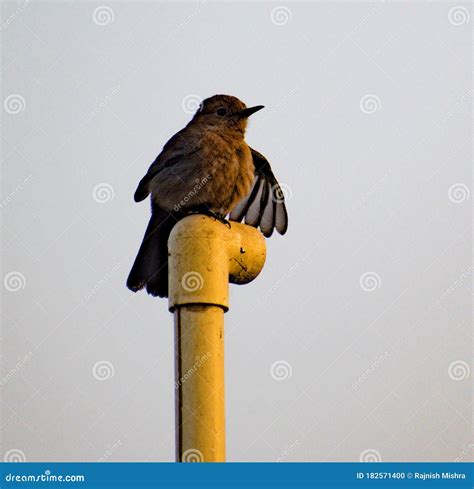 Brown Rock Chat Bird Sitting on Pipe with Open Feather Stock Photo