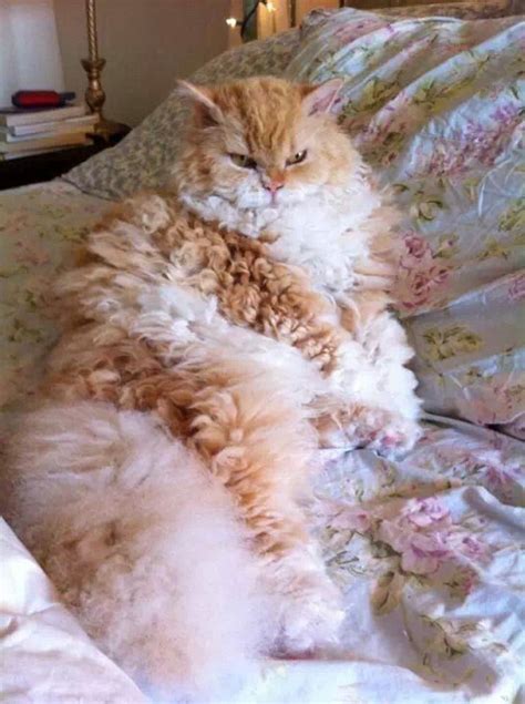 Fluffy cat breeds – Artofit
