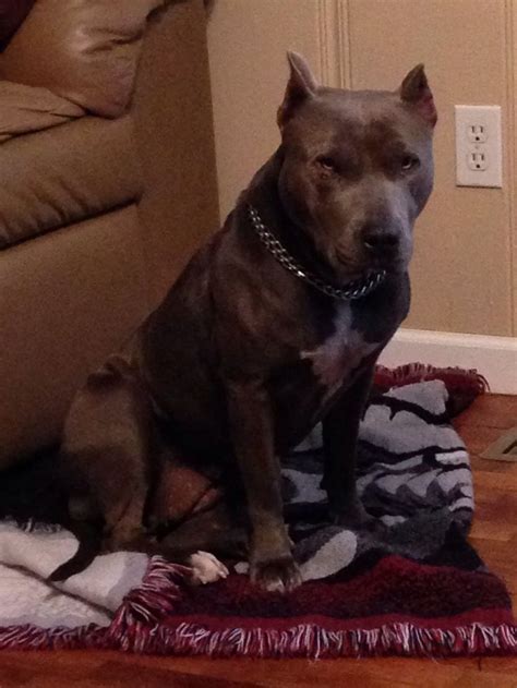 Bailey, our blue pit. | Blue pits, Animals, Dogs