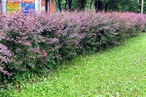 Виды живых изгородей и их фото: лучшие живые изгороди на даче из ...