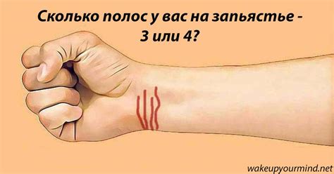 Сколько полос у вас на запястье? Это влияет на вашу судьбу