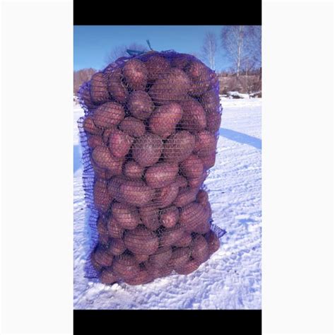 Продам картофель сорт Ред Скарлет, Екатеринбург — APKRU.com