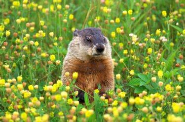 Homemade Garden Groundhog Repellent | ehow