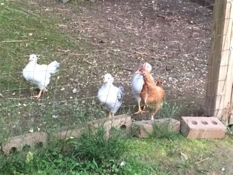 Keeping Busy with Baby Chicks | Leaping Into Learning