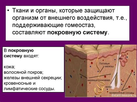 Покровная система - презентация онлайн