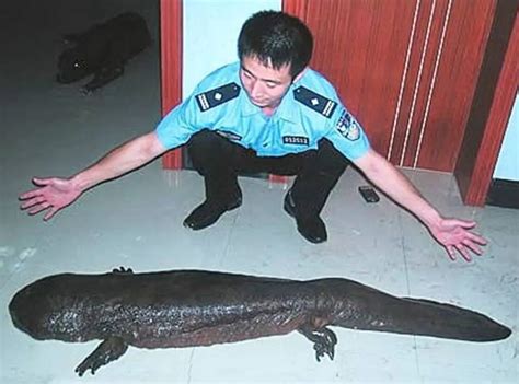 The Chinese Giant Salamander is the Largest Amphibian in the World and
