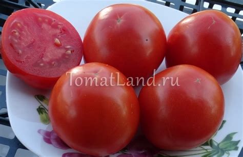 Томат Царица Севера: отзывы, фото, урожайность | tomatland.ru