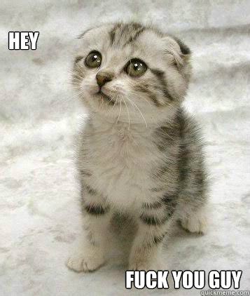 hey fuck  guy swearing cat quickmeme