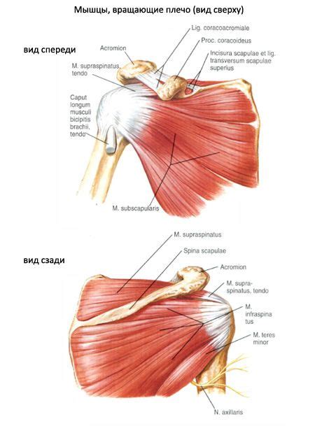 Musculo Subescapular Musculo Supraespinoso Musculo Infraespinoso Images