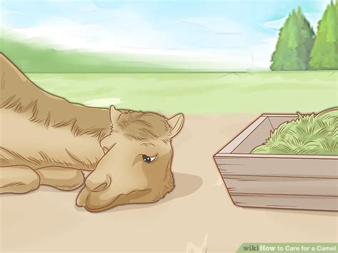 How to Care for a Camel (with Pictures) - wikiHow