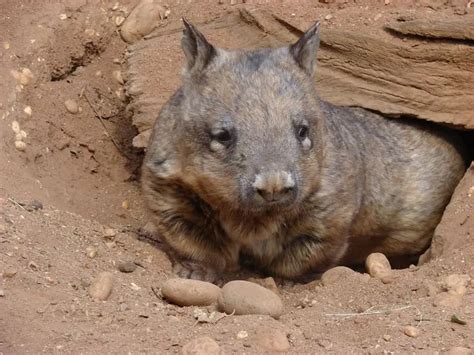 northern hairy nosed wombat facts diet habitat pictures