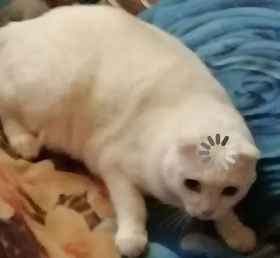 Мемных котов (59 картинок)