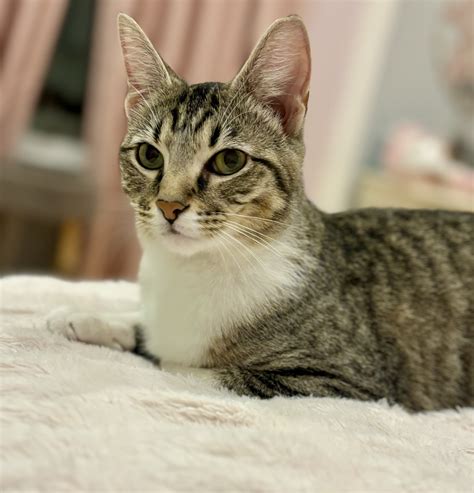 Mama TG – Cat Guardians