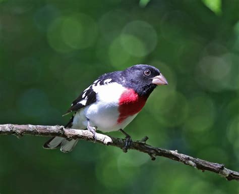 Pictures and information on Rose-breasted Grosbeak