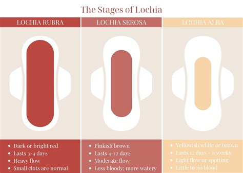 lochia postpartum bleeding  long stages smell color