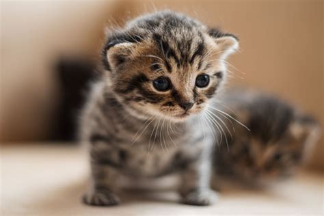 Top 10 Cutest Cat Pictures of All Time + Honorable Mentions - PetHelpful