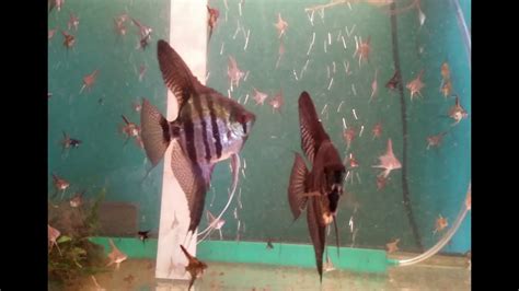 Breeding Angelfish - YouTube
