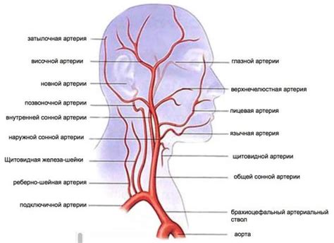 сонная - анатомия | vascular.expert