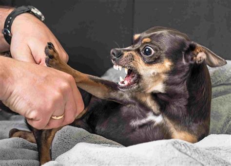 The Different Kinds of Puppy Aggression