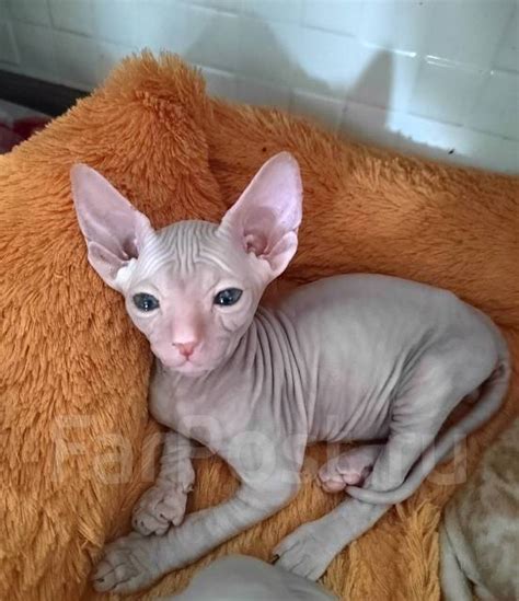 Котята породы Сфинкс Донской. Проданы во Владивостоке