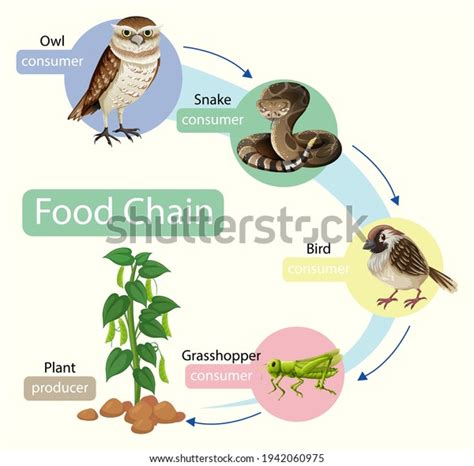 Food Chain Diagram Concept Illustration Stock Vector (Royalty Free ...