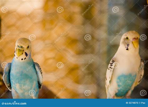 Colorful Parrots Are Kissing. Two Beautiful Parrot Birds Royalty-Free ...