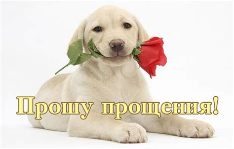 Картинки с надписями. Прошу прощения!.